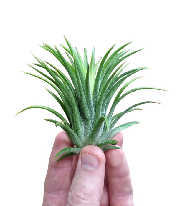 <h4>Tillandsia ionantha rubra large</h4>