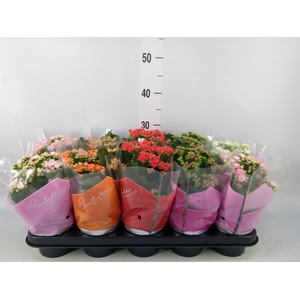 Kalanchoe blos.   ..rosebud mix  5