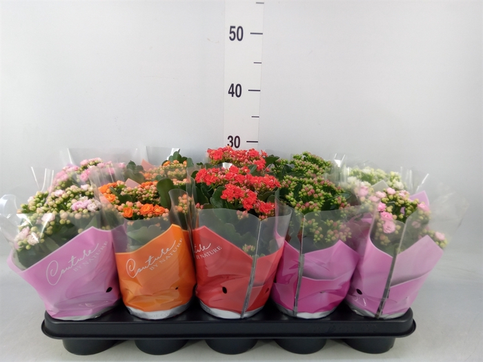 <h4>Kalanchoe blos.   ..rosebud mix  5</h4>