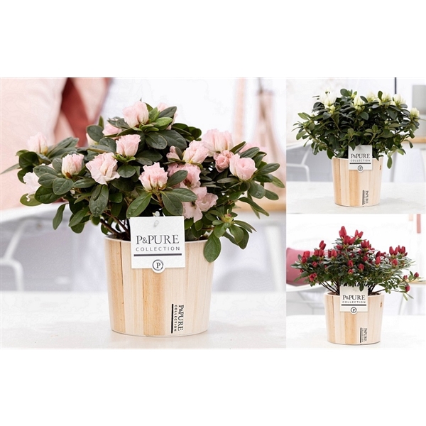 <h4>1st class Azalea mix in P&PURE Wood 5</h4>