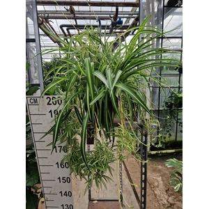 Chlorophytum comosum