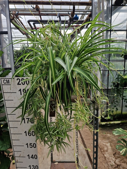 <h4>Chlorophytum comosum</h4>