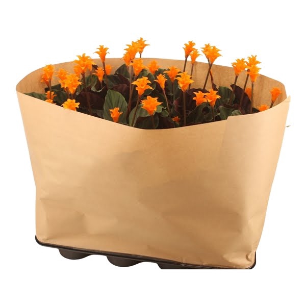 <h4>Calathea crocata Tassmania "Italia" in papier wikkel</h4>