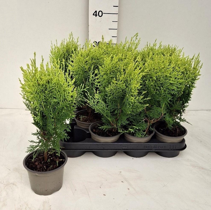 <h4>PLAT OR AUREA NANA</h4>