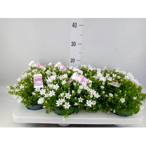 Campanula porten. 'Ambella White'