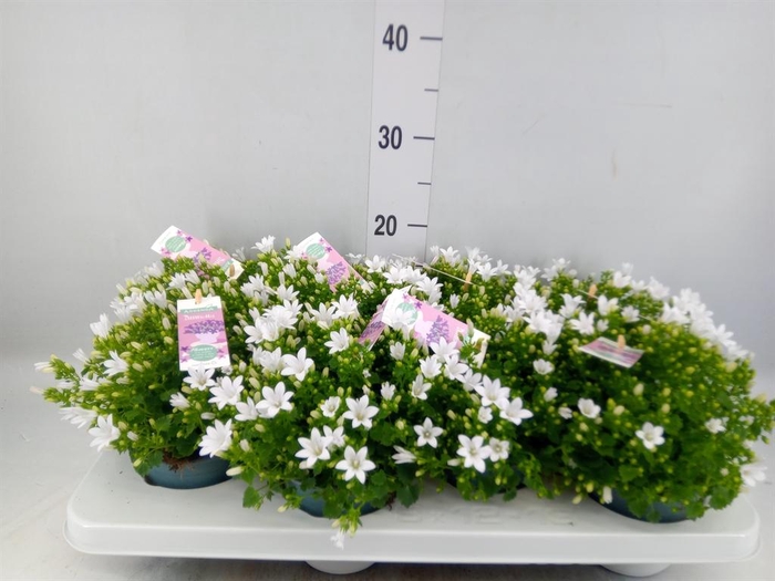 <h4>Campanula porten. 'Ambella White'</h4>