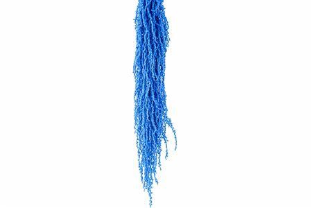 <h4>Preserved amaranthus paint light blue</h4>