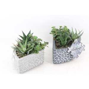 arr3 SN - Puzzle pot