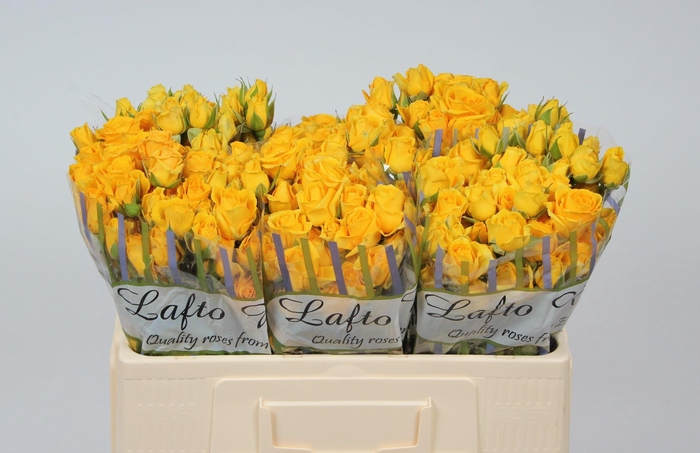 <h4>R TR MARISA</h4>