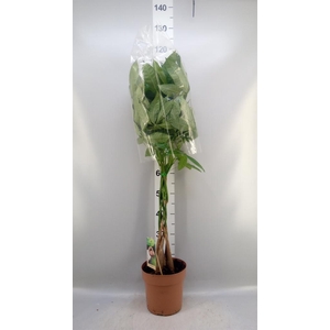 Pachira aquatica