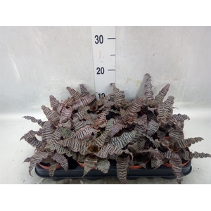 Cryptanthus zonatus