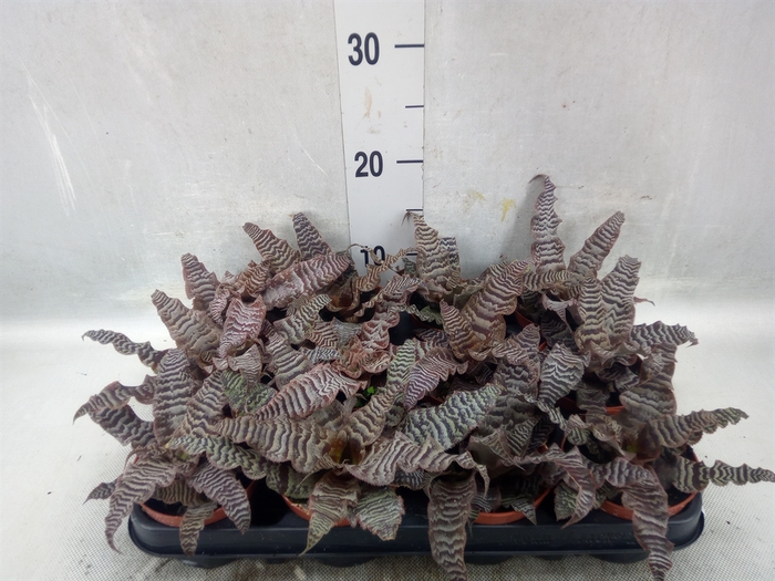 <h4>Cryptanthus zonatus</h4>