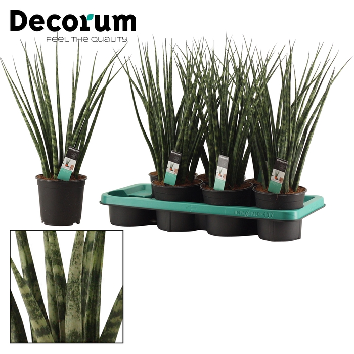 <h4>Sansevieria Fernwood 14 cm (Decorum)</h4>