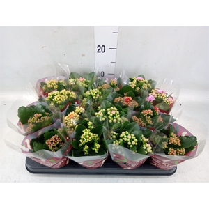 Kalanchoe blos.   ..rosebud mix  5