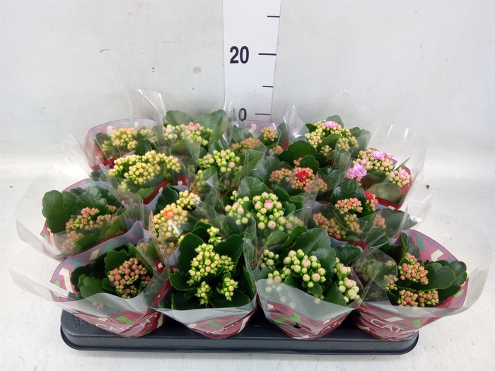 <h4>Kalanchoe blos.   ..rosebud mix  5</h4>