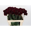 Dahlia Black Fox