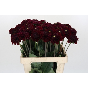 Dahlia Black Fox