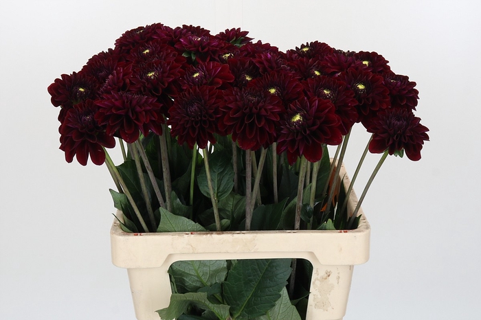 <h4>Dahlia Black Fox</h4>