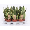 Sansevieria Futura Superba