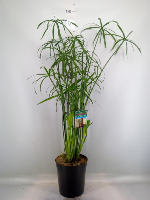 <h4>Cyperus   ...</h4>