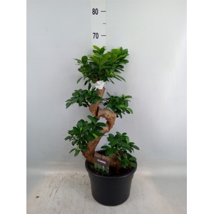 Ficus microcarpa 'Ginseng'