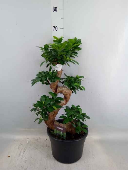 <h4>Ficus microcarpa 'Ginseng'</h4>