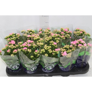 KALANCHOE DOBRADO P11 ROSA