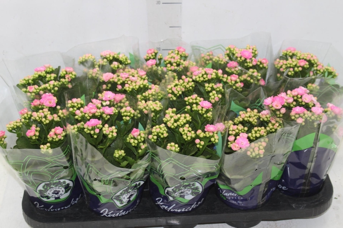 <h4>KALANCHOE DOBRADO P11 ROSA</h4>