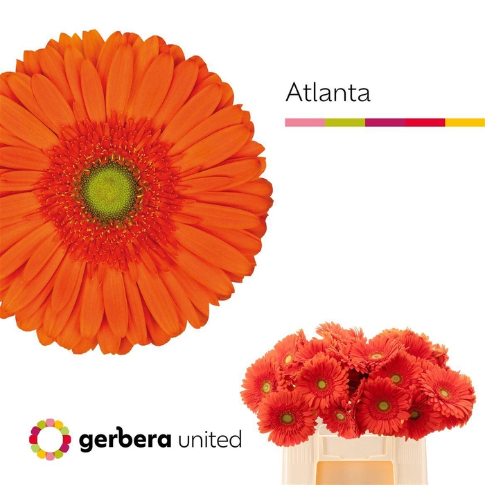 <h4>Ge Gr Atlanta</h4>