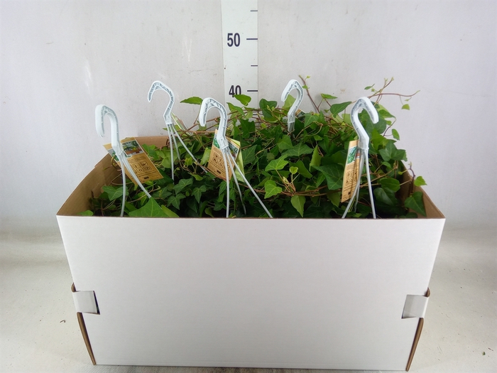 <h4>Hedera helix 'Anna'</h4>