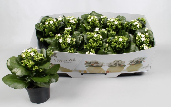 <h4>Kalanchoe Favorita Bella Bianca</h4>
