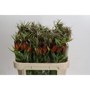 Fritillaria Imperialis Orange Beauty