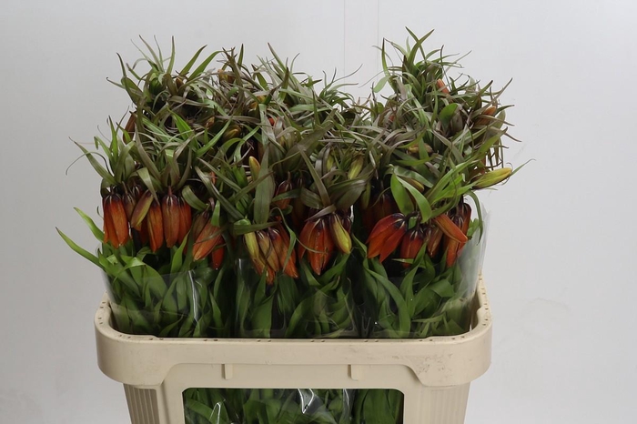 <h4>Fritillaria Imperialis Orange Beauty</h4>