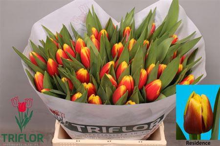 <h4>Tu En Residence</h4>