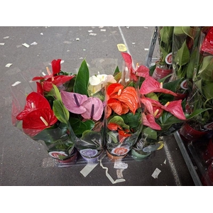 Anthurium Andr. gemengd
