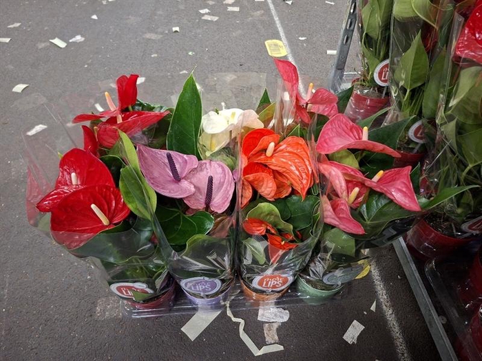 <h4>Anthurium Andr. gemengd</h4>