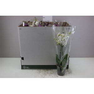 Phal Multifl Mix 2 Tak