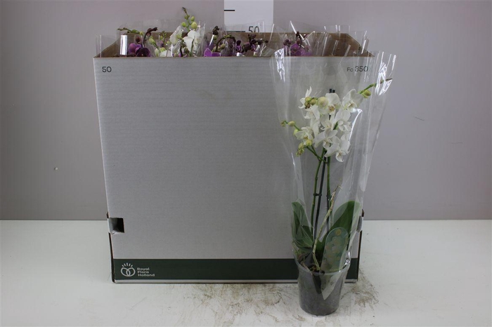 <h4>Phal Multifl Mix 2 Tak</h4>