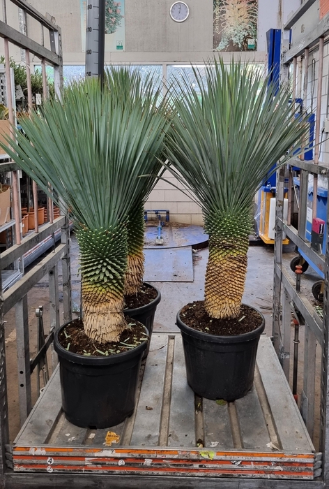 <h4>YUC ROSTRATA</h4>