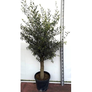 OLEA EUROPAEA