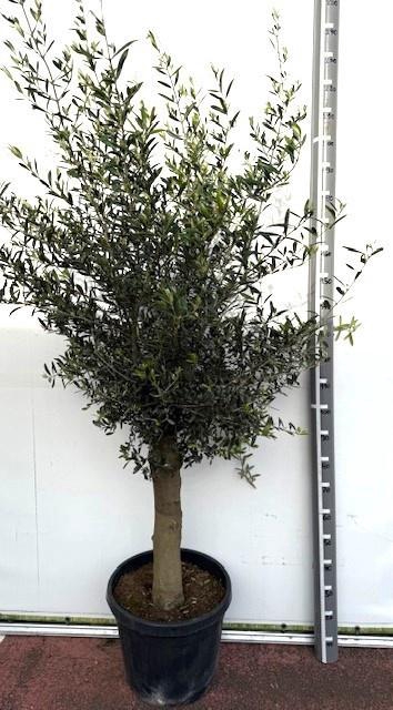 <h4>OLEA EUROPAEA</h4>