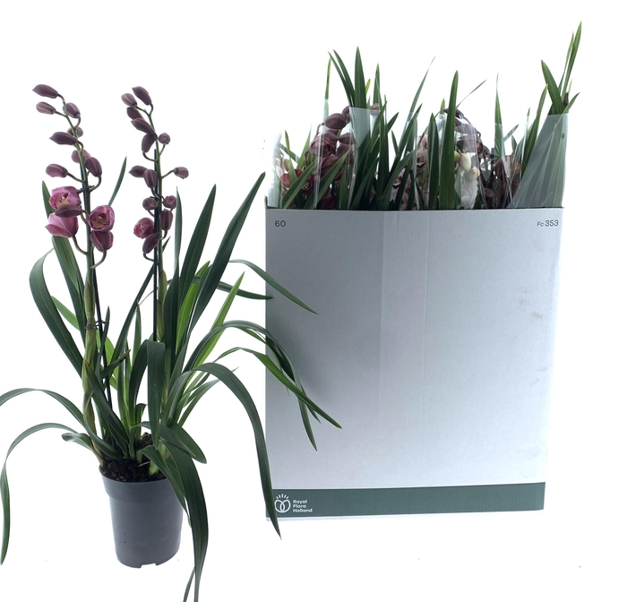 <h4>CYMB GEMENGD</h4>