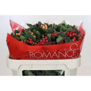 Hypericum Rainbow Romance Spray