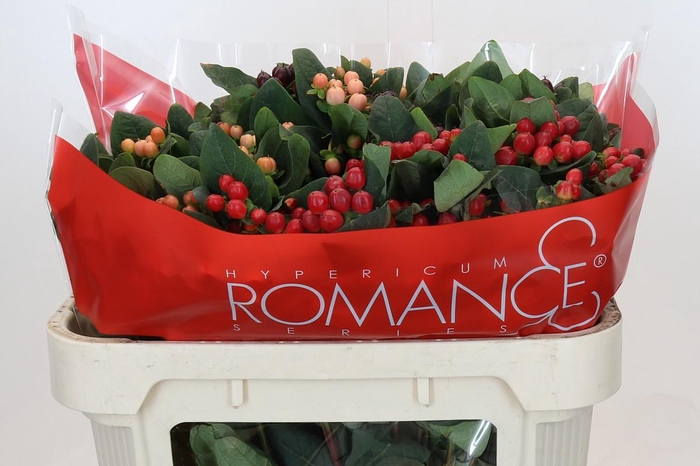 Hypericum Rainbow Romance Spray