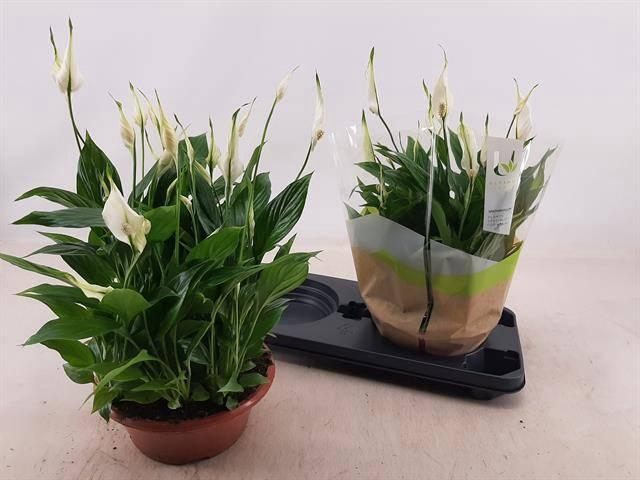 <h4>SPATH BELLINI</h4>