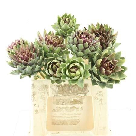 <h4>CYNARA SC GREEN GLOB</h4>