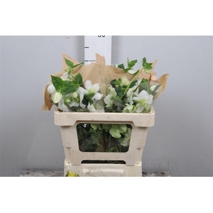 Hell Or Queens White