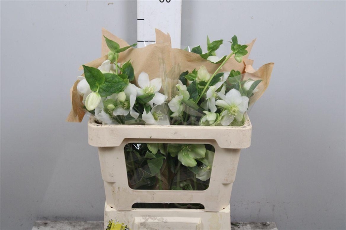 <h4>Hell Or Queens White</h4>