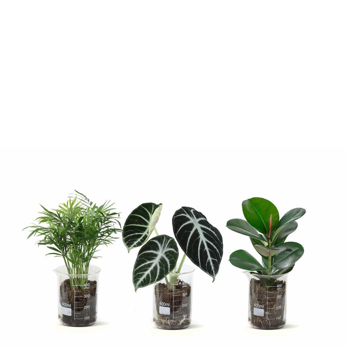 <h4>Lab Glass Creation P9</h4>