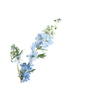 Delphinium Blue